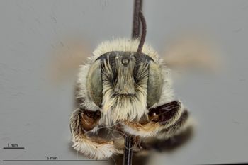 Media type: image;   Entomology 592380 Aspect: head frontal view